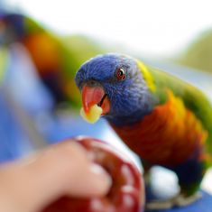 Rainbow Lorikeet eating apples