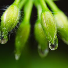 Water drops on a plant