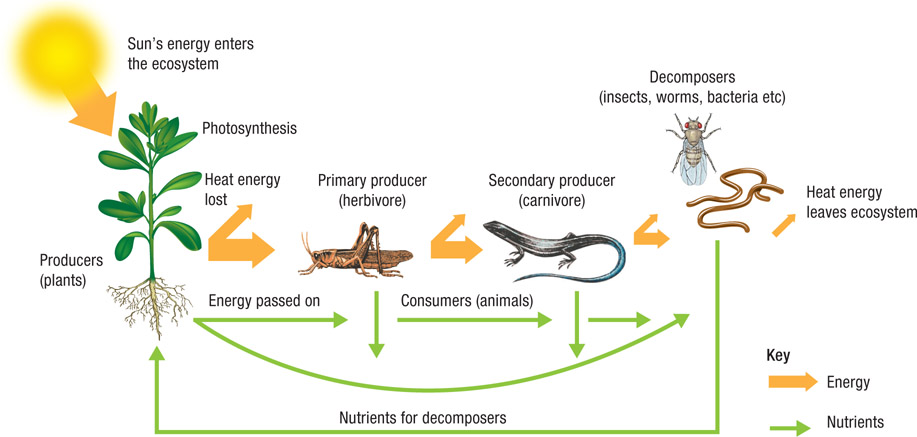 Source 1.1 Simple ecosystem diagram