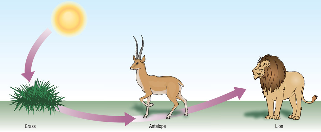 Source 1.5 Simple food chain in a small ecosystem