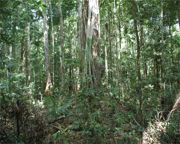 Source 2.4 Rainforest vegetation in the Cooloola National Park, New South Wales