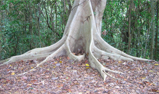 Source 2.6 Buttress roots on a tree growing on a steep slope near Cairns, Queensland