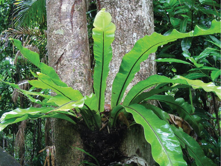 Source 2.7 Epiphyte growing on a rainforest tree near Barron River Falls, north Queensland