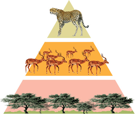 Source 2.13 Simple African savanna food chain