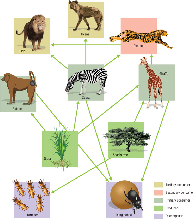 Source 2.14 More complex African savanna food chain