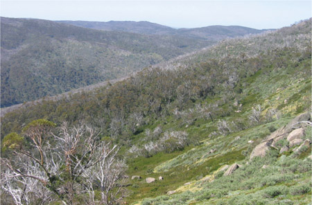 Source 2.17 Vegetation in a valley close to the summit of Mt Kosciuszko, New South Wales