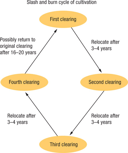 Source 3.13 Shifting cultivation cycle