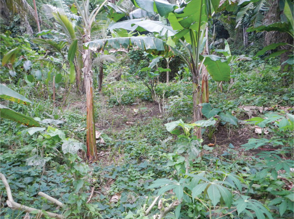 Source 3.14 This plot is on Nguna Island in Vanuatu and shows cassava, bananas and sweet potatoes being grown.