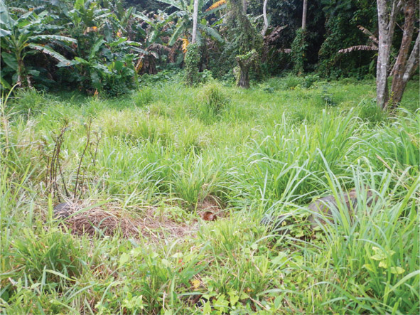 Source 3.15 Blady grass (Imperata cylindrica) often replaces rainforest in areas where shifting cultivators have overused the land. Blady grass can be found in many parts of Australia.