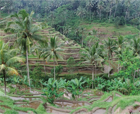 Source 3.20 Wet rice cultivation in mountainous regions of Bali, Indonesia