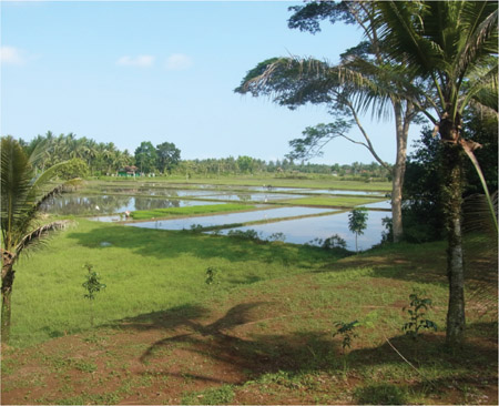 Source 3.21 Lowland rice cultivation Singdand Laut, Indonesia