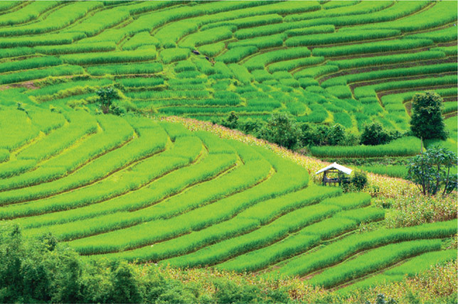 Source 3.25 Rice farming is a dominant feature in Southeast Asian landscapes.