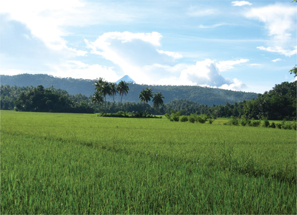 Source 3.26 Rice farming in the Philippines utilises rich volcanic soils but is at risk of crop destruction from volcanic eruptions.