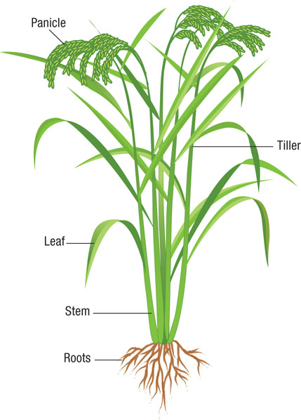 Source 3.27 Parts of the rice plant