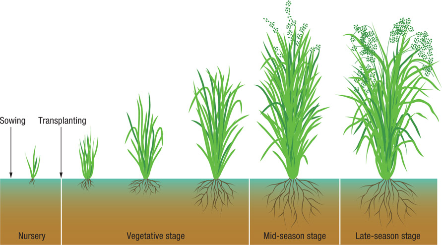 Source 3.28 Stages in rice plant growth