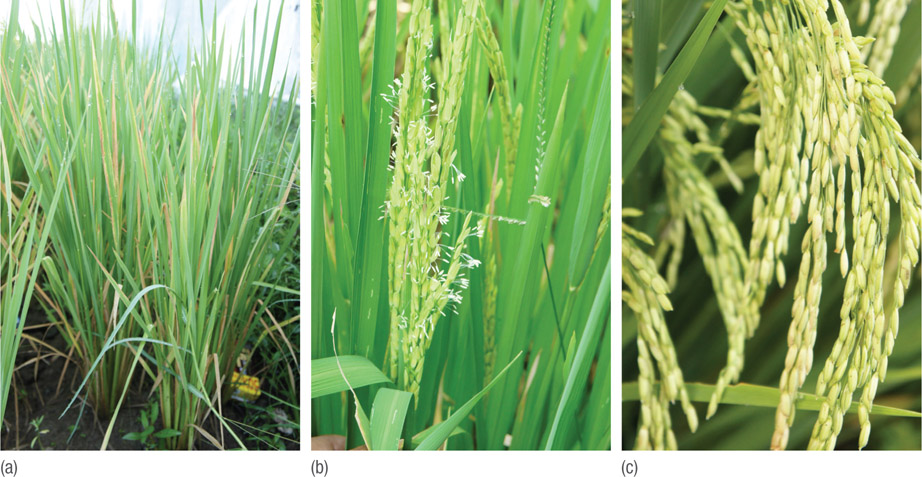 Source 3.29 Seedling showing (a) no panicle, (b) a flowering panicle with seed development, and (c) maturing seeds. (Source: Wirastuti Widyatmanti)