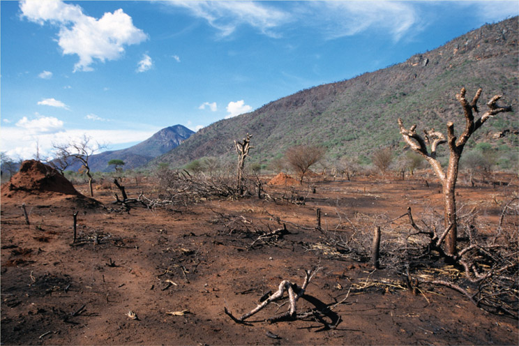 Source 3.32 A field in the Usambara Mountains, Tanzania, ‘slashed and burned’ in preparation for planting maize crop