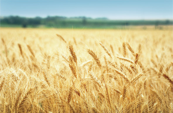 Source 4.1 One of the world’s major cereal crops is wheat. The wheat in this image has reached maturity and is ready for harvesting.