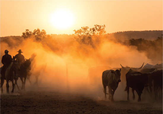 Source 4.2 Cattle mustering on a Northern Territory cattle station