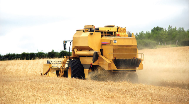 Source 4.3 Harvesting wheat in Victoria’s fertile Wimmera region