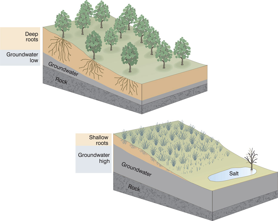 Source 4.18 Replacing deep-rooted native vegetation with shallow-rooted introduced species for crops and pastures has caused increased infiltration of water into the soil and the rising of the water table, which then causes dryland salinity.