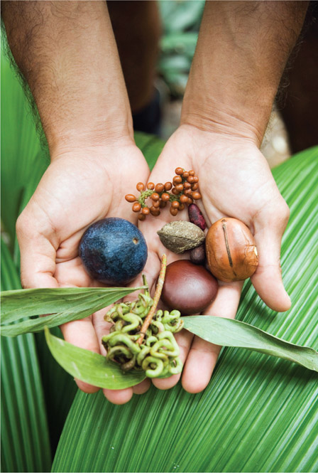 Source 4.37 Australian native forest foods from the Daintree rainforest in north Queensland