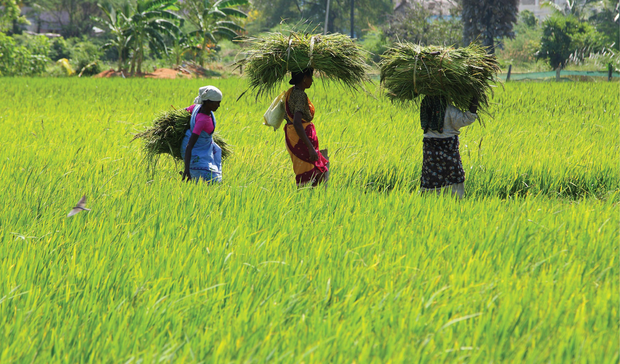 Source 4.40 Rice is a staple food in many parts of the world.