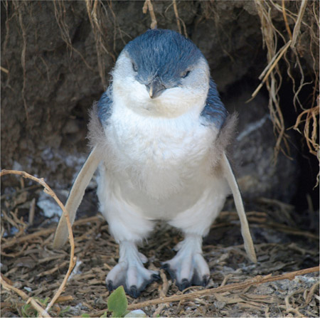 Source 5.28 A little penguin nesting on Phillip Island