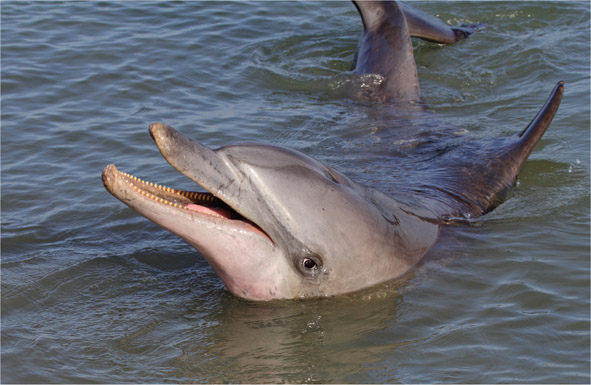 Source 5.33 The bottlenose dolphins found at Monkey Mia