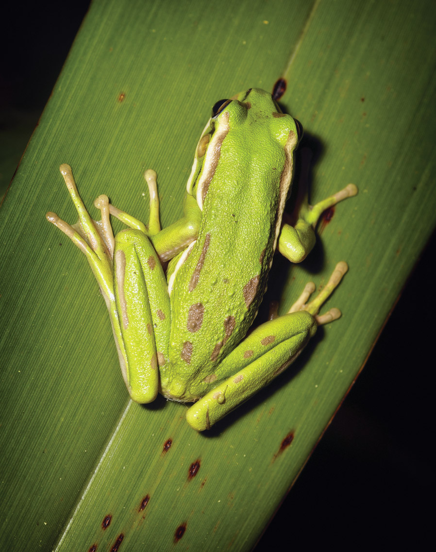 Source 5.22 Green and golden bell frog