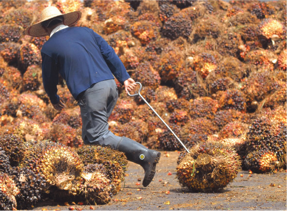 Source 7.10 Fruit from the palm oil plant being dragged