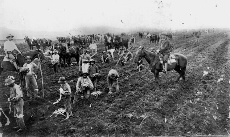 Source 14.7 South Sea Islander men, women and children plant cane under the supervision of European overseers.