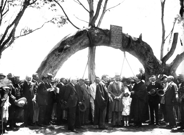 Source 14.4 South Australians gather at the Glenelg Foundation Tree to commemorate the establishment of the colony there on 28 December 1836.