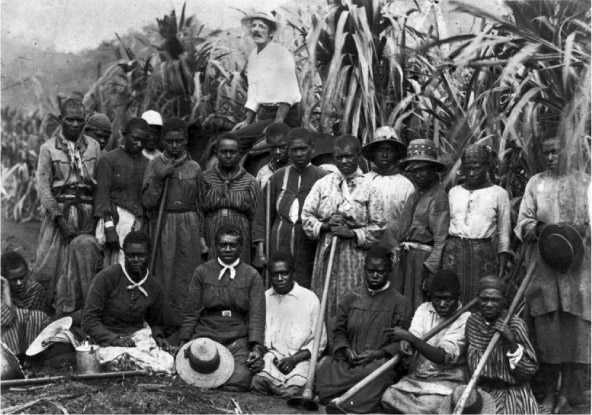 Source 14.8 South Sea Islander women work at Hambledon Plantation, Cairns, in about 1890. Their European overseer is on horseback at the rear.