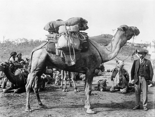 Source 14.15 Abdul Wade came to Australia from Kabul in 1879. In 1892 he imported 340 camels and brought 59 camel drivers to work them. His Bourke Carrying Company in western New South Wales allowed him to become wealthy and return to Kabul to retire. He was one of the prosperous camel entrepreneurs who financed the building of the Adelaide Mosque, now the oldest mosque in Australia, in the 1890s.