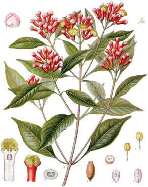 Source 15.13 Cloves, the fragrant dried flower heads of a tree originally found only in the Molucca islands of Indonesia. When the Portuguese first brought them to Europe, 1 kilogram of cloves was worth 7 kilograms of gold.