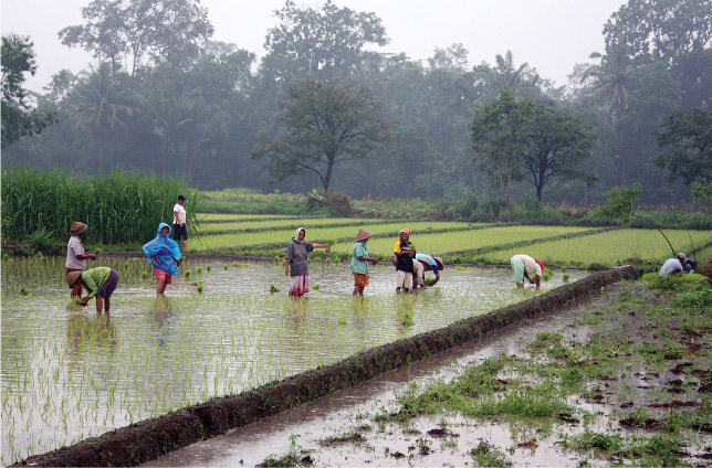 Source 15.15 Indonesian paddy fields, which require intensive cultivation to plant, weed and water the rice and to maintain the terracing and water channels